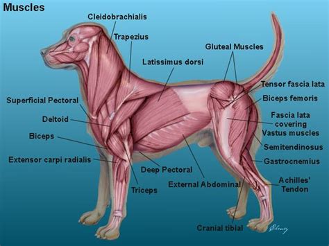 Dog Muscular System Diagram