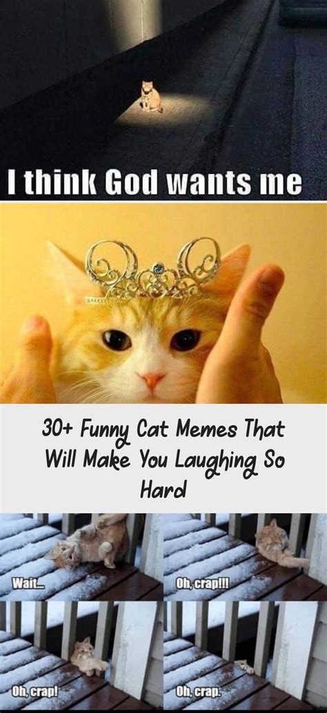 30 Funny Cat Memes That Will Make You Laughing So Hard