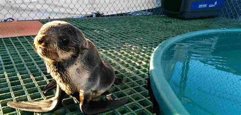 Tell Vancouver Aquarium's Board You Support Marine Mammal Rescue ...