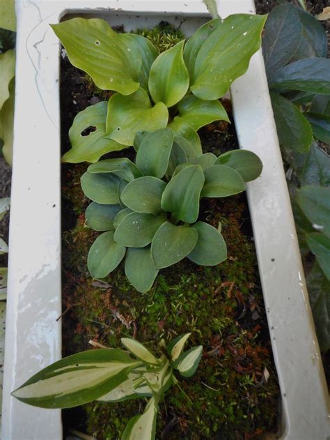Hostas Are Wonderful In Containers Love Growing Hosta In