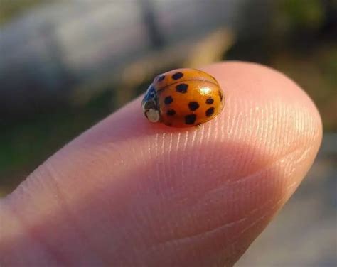 do ladybugs bite which ones why and what to do about it