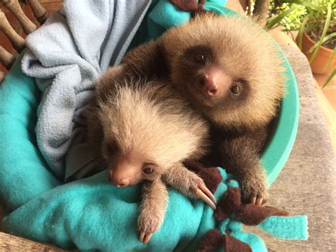 These Orphaned Baby Sloths Learning To Climb Will Be The Cutest Thing