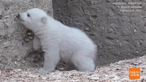 See Cute Polar Bear Cubs First Steps The Weather Channel