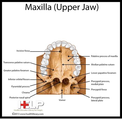 Maxilla Upper Jaw Dental Anatomy Dental Hygiene School Dental