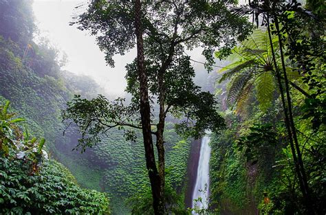 Tropical Rainforest Waterfalls Background