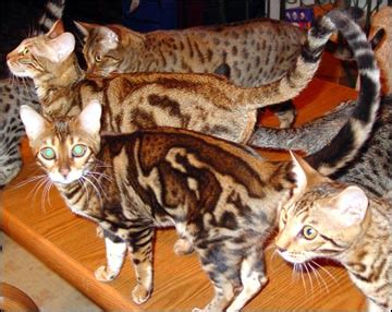Bengals are expensive and might be one of the most expensive cat breeds in the world. Marble Bengal Cats - 3D or embossed - Bengal Cat Care
