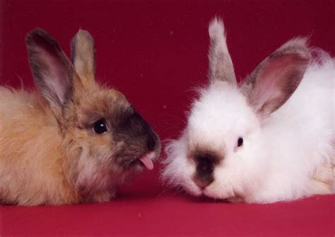 Lisa and jen at animal companions do a great job with them! Minnesota Companion Rabbit Society | Kings River Life Magazine