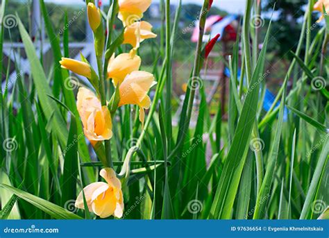 Beautiful Flowers In The Garden Yellow Stock Photo Image Of Culture