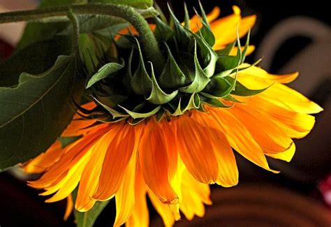 Pixabay의 무료 이미지 - 해바라기, 꽃, 노란색 꽃, 여름, 꽃가루, 수술, 꽃잎, 식물 | 노란 꽃, 해바라기, 꽃