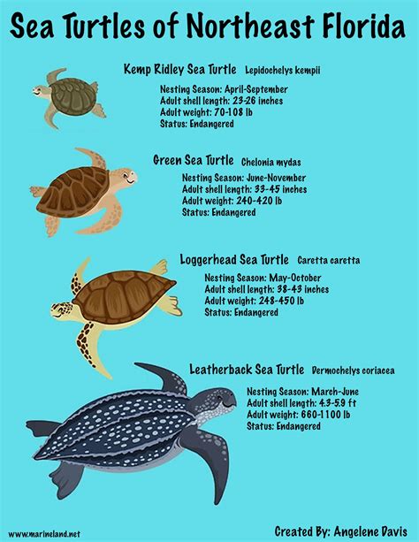 Turtles Of Northeast Florida Leatherback Turtle Loggerhead Sea Turtle