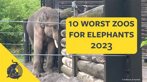 10 Worst Zoos For Elephants 2023 List Youtube