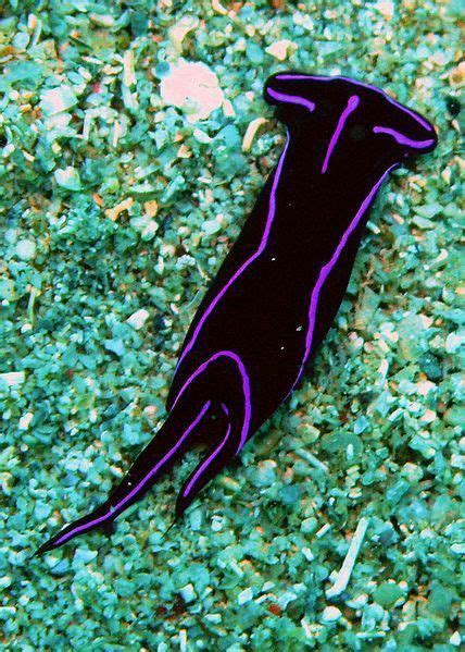 Vibrant Purple Sea Slug A Spectacular Underwater Wonder
