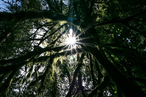 Free Stock Photo Of Sun Rays Through Thick Intertwined Tree Branches