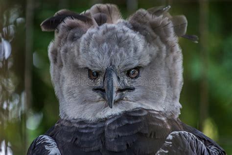 Portrait Of Harpy Eagle Harpia Harpyja Proudly Looking Forward Stock