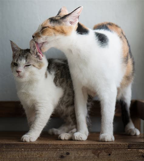 For starters, their beautiful white fur is gorgeous and gives these cats a sweet, pure feel. Calico Cat Names - 250 Great Ideas For Naming Your Calico ...