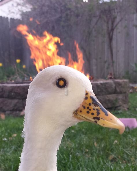 Psbattle Duck With Burning Background