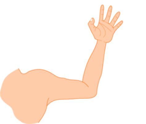 Download High Quality Arm Clipart Right Transparent Png Images Art