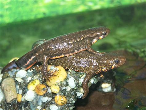 Firebelly Newt Husbandry Guide Reptile And Amphibian Husbandry Guides