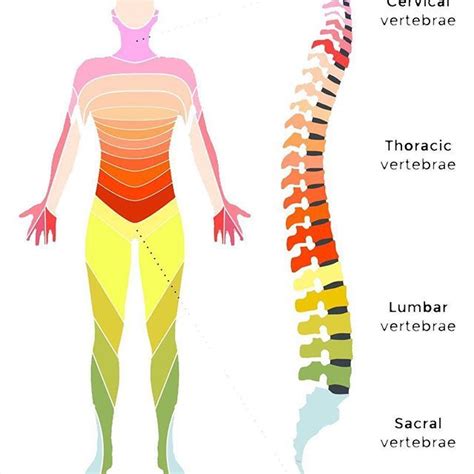 Lumbar The Lumbar Region Lower Back Is The Most Important Part Of