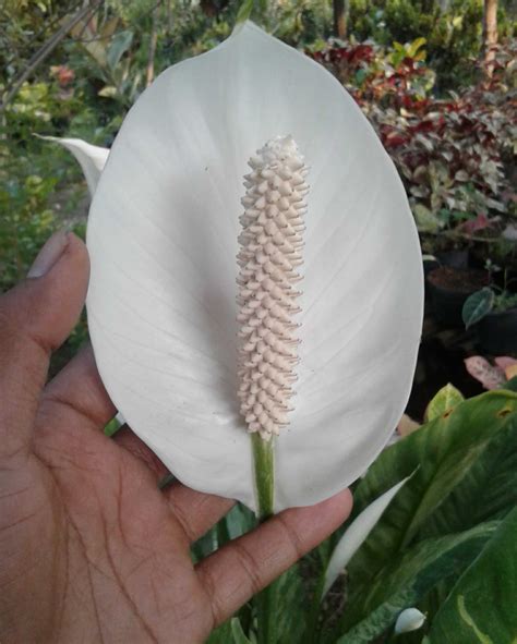 Jual tanaman hias bunga sepatu kembang sepatu/ hibiscus (hibiscus rosa sinensis l). Jual Spathiphyllum / Sepatu Filum / Peace Lily Varigata ...