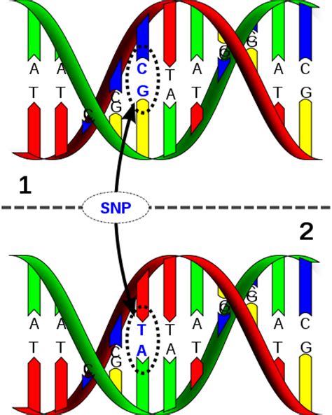 Definition Snp Single Nucleotide Polymorphism Snip