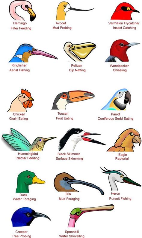 You Can Tell What A Birds Behaviour Is Like From Observing Its Beak