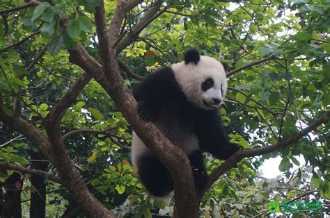 Yuan Zai In Taipei Zoo Panda Bear Giant Panda Panda