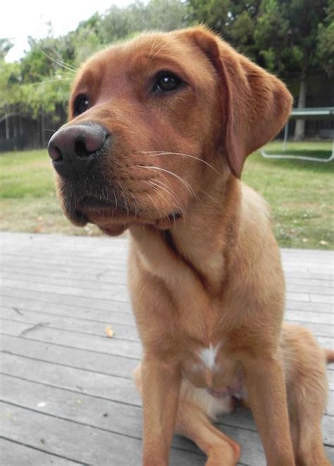 Posted on august 3, 2020 by. Red Fox Labrador. Almost one year old. Our loving and ...
