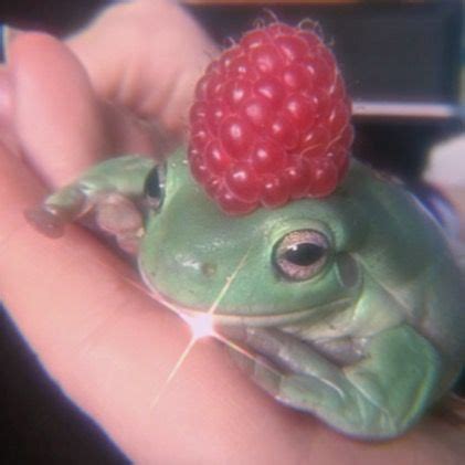 Here are only the best animated frog wallpapers. Pin by Madison McCoy on animalitos (ᗒᗣᗕ)՞ ♡︎ in 2020 ...