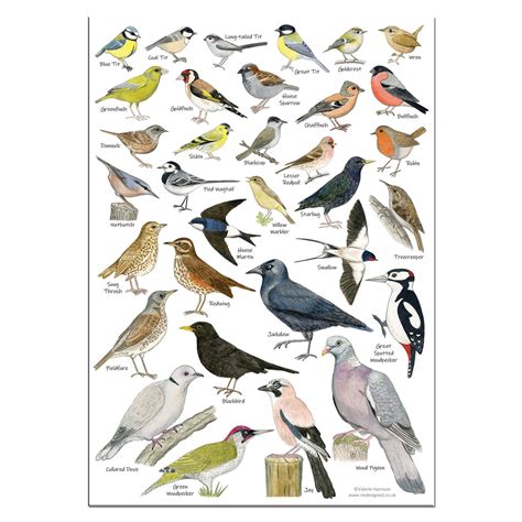 British Garden Birds A3 Identification Poster Wildlife Chart Etsy