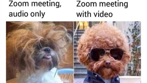 The Funniest Work From Home Memes