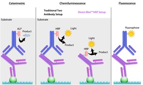 Western Blotting Western Immunoblotting Western Blot