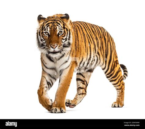 Tiger Prowling Approaching And Looking At The Camera Isolated Stock