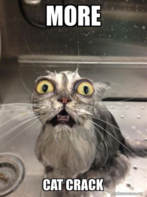 More Cat Crack Cat Bath Meme Generator