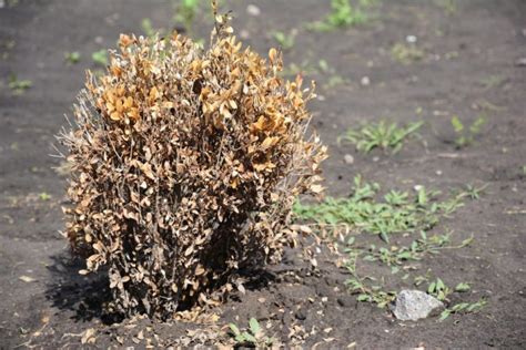 Maybe you would like to learn more about one of these? Flöhe im Garten bekämpfen » Mit diesem Trick locken Sie sie an