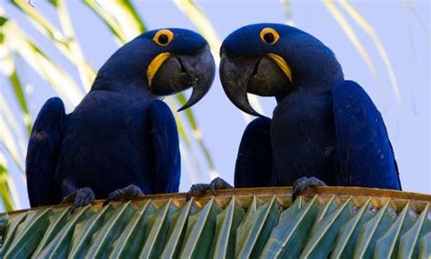 14 Amazing Blue Colored Birds In The World