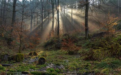 882064 4k 5k South Eifel Germany Forests Trees Moss Rays Of