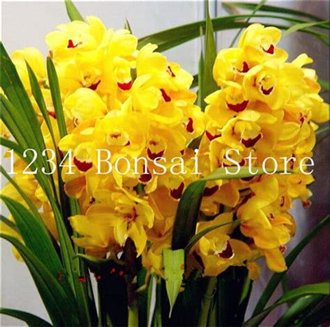 Sale 100 Pcs Cymbidium Bonsai Perennial Phalaenopsis Orchid Flower Plants Garden Planting Rare