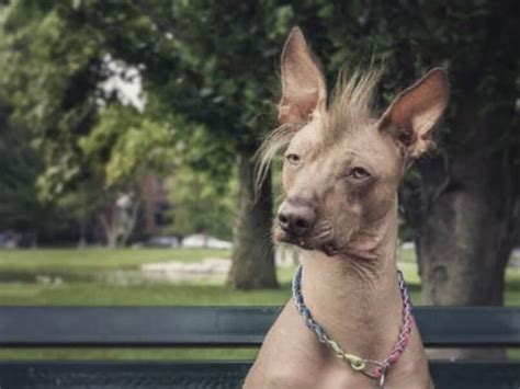 ¿cómo Son Los Perros Raza Sin Pelo De Perú Características Básicas Y