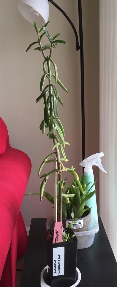 Help Me Identify And Figure Out What To Do With This Tall Succulent