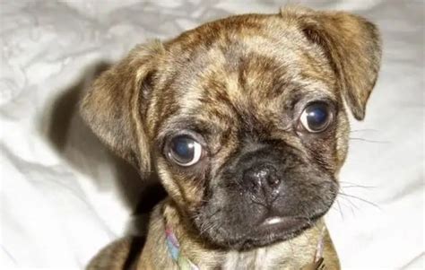 Boston Terrier Pug Mix 5 Things You Didnt Know