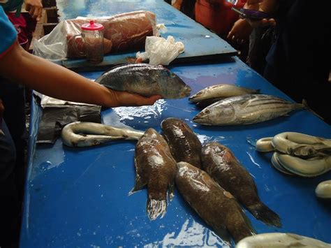 Ikan kerapu juga termasuk jenis ikan yang bisa hidup di ekosistem air payau. Ini Dia Jenis Ikan yang Tidak Boleh Dijual. Apa Sajakah ...