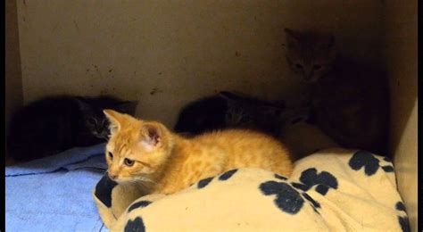 Sie überlegen noch ob eine katze bei ihnen einziehen darf? Katzen suchen ein neues Zuhause - YouTube