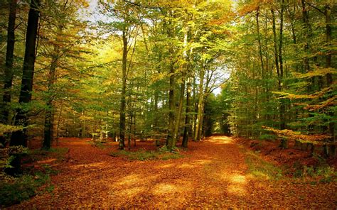 Nature Autumn Forest Wallpapers Wallpaper Cave