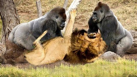 古典的な戦いのライオン、ゴリラの攻撃驚くべき動物の攻撃 カメラで捕らえられた野生動物の戦い Youtube