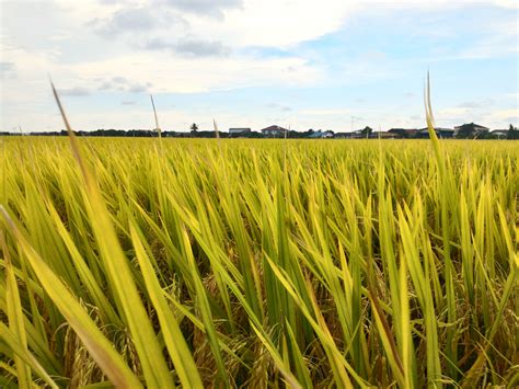 Free Images Sky Farm Meadow Barley Wheat Prairie Food Crop