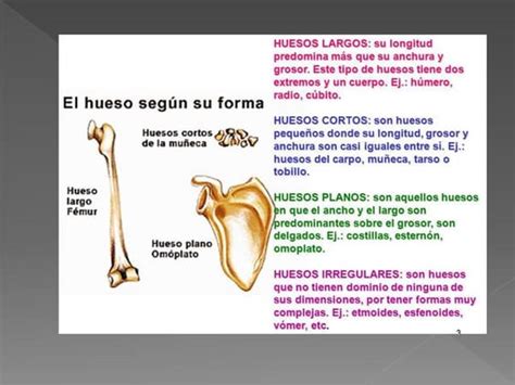 Fisiopatologia Del Sistema Osteomuscularpptx