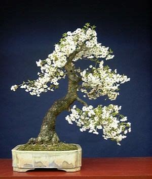 Dwarf weeping cherry tree these pictures of this page are about:dwarf flowering cherry. Dwarf Cherry. I love Bonsai trees. Please check out my ...