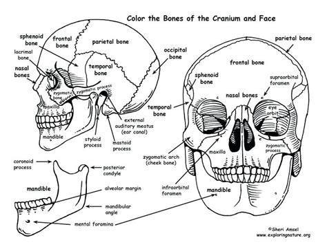 Download Human Rib Cage Drawing at GetDrawings | Free download
