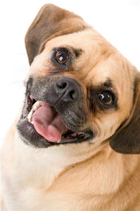 Puggle Breed Information And Photos Thriftyfun